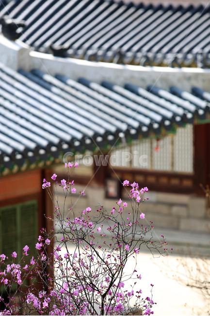 궁,봄,꽃,창경궁,palace,flower,spring,지붕,roof,봄,계절,spring,season,한국전통,한국문화,korean traditional,korean culture,식물,자연,plants,nature,꽃,flower,porch,현관,patio,안마당