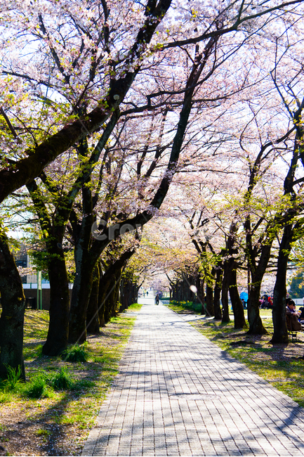 벚꽃,봄,봄꽃,꽃,식물,자연,핑크,핑크색꽃,계절,시즌,spring,春,スプリング,桜,벚나무,봄,계절,spring,season,자연,풍경,nature,landscape,plant,tree,나무,tree trunk,나무 줄기