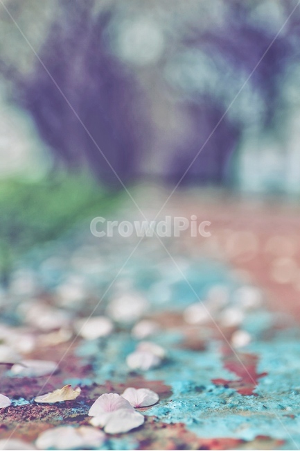 낙화,벚꽃,봄,감성,아련함,봄,계절,spring,season,꽃,flower,감성,sensible,feeling
