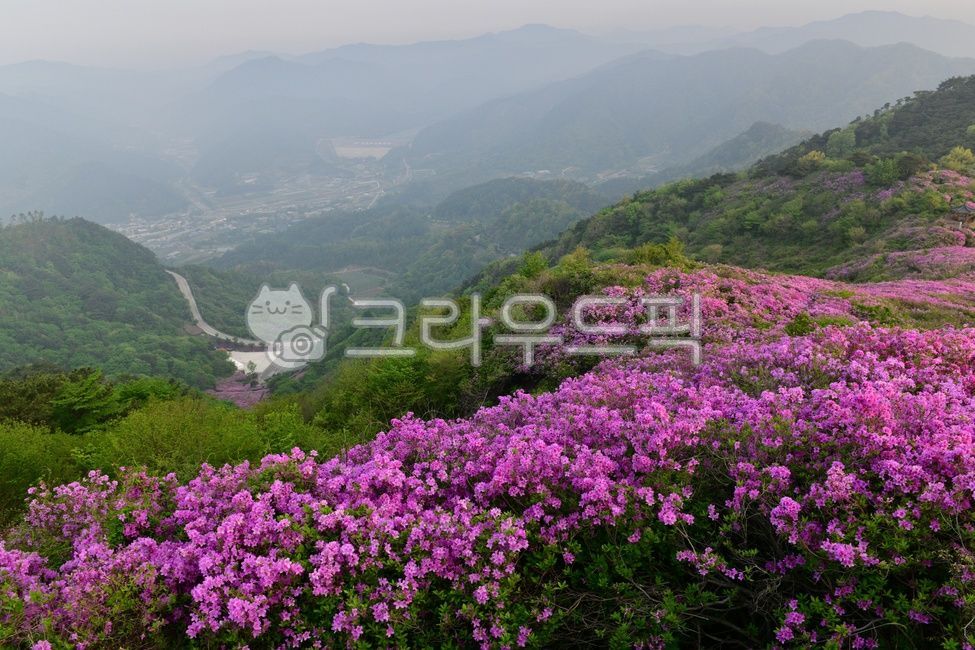 flower,plant,식물,blossom,꽃,outdoors,옥외,nature,자연,남원봉화산철쭉제,봉화산철쭉제,남원봉화산,남원봉화산철쭉,봉화산철쭉,철쭉꽃,봉화산아침,남원봉화산아침,봄,계절,봉화산봄