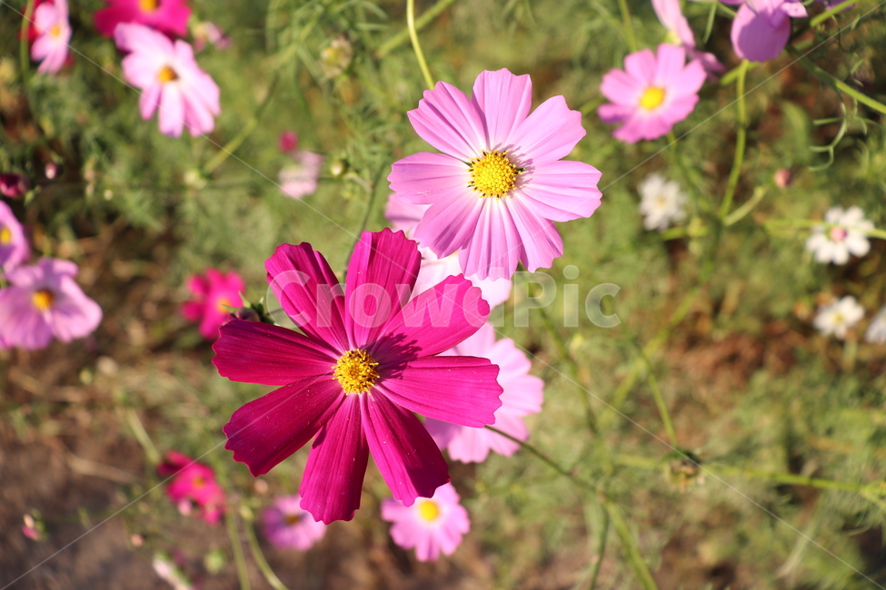 코스모스,분홍,두송이,가을,꽃,풍경,자연,가을바람,flower,가을,계절,fall,autumn,season,식물,자연,plants,nature,꽃,flower,plant,blossom,petal,꽃잎