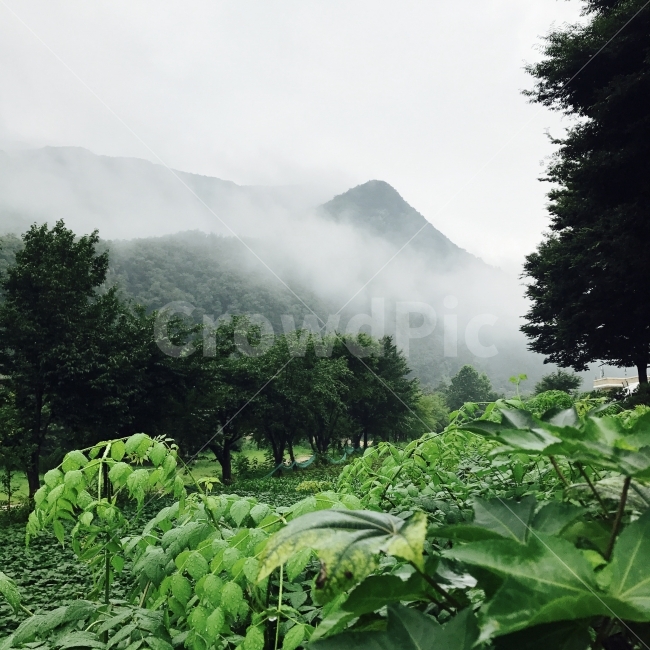 삼탄역,사진,풍경,기차,landscape,train,green,초록,기찻길,충주,충청북도,아이폰7,기본카메라,운무,구름,흐린날,여행,캠핑,캠핑카,산,자연,풍경,nature,landscape,여름,계절,summer,season,outdoors,옥외,weather,날씨,plant,식물,vegetation,초목