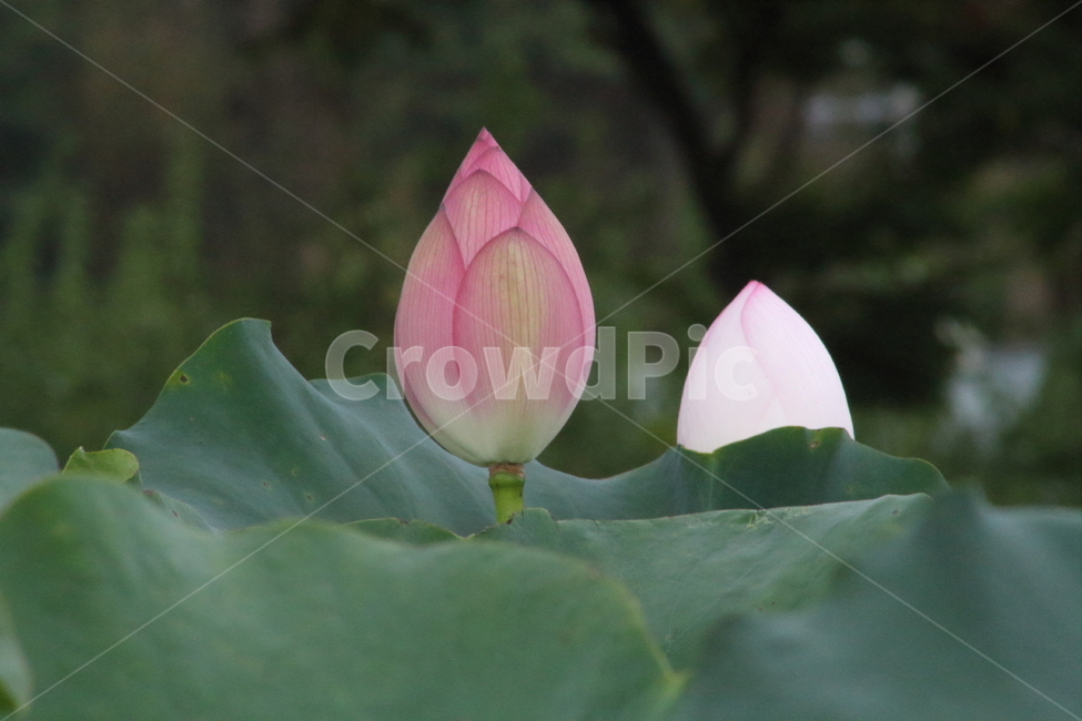 연,연꽃,약용식물,수생식물,lotus,식물,자연,plants,nature,꽃,flower