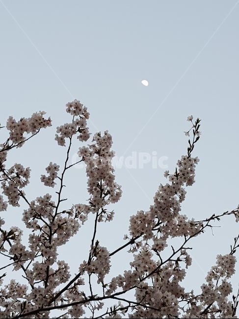 벚꽃,꽃,하늘,달,풍경,오후,flower,blossom,plant,moon