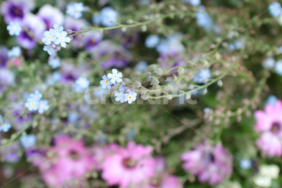 꽃,flower,blue,plant,식물