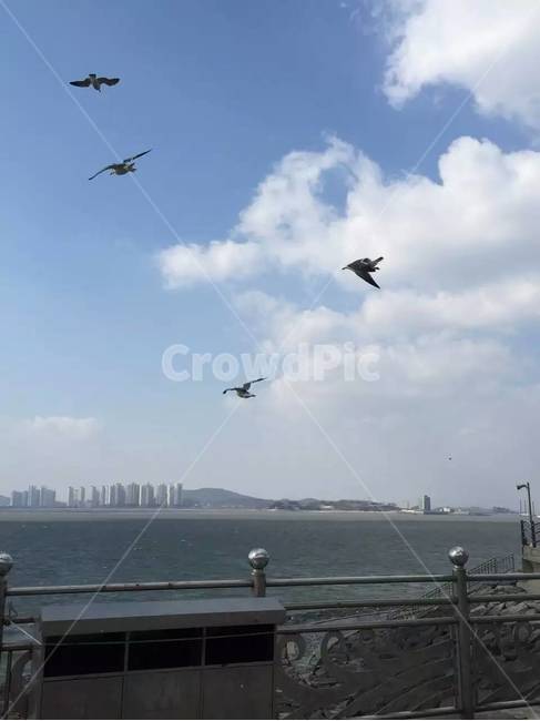 갈매기,인천앞바다,새우깡,월미도,바다