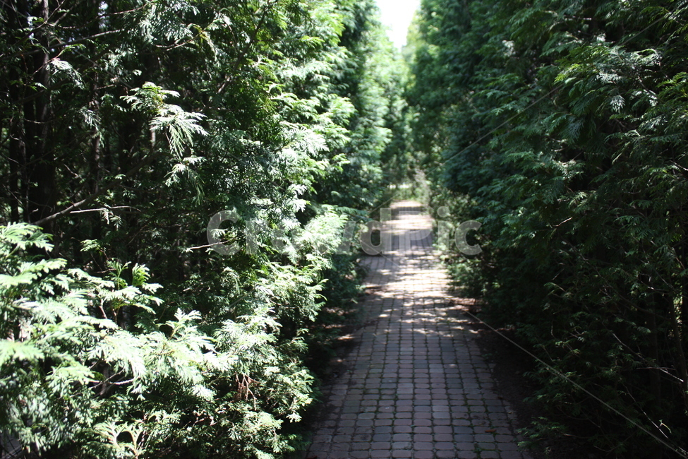 미로,숲,나무,공원,배경,자연,tree,natural,forest,수목원,길,road,산책,그림자