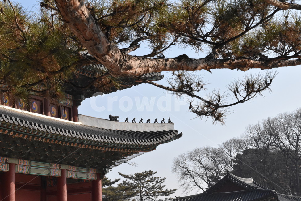 한옥,서울,한국,창덕궁,기와,랜드마크,문화유산,전통,대한민국,Korea,wooden,Koreanstylehouse,roof,한국전통,한국문화,korean traditional,korean culture,랜드마크,landmark,tourist attraction,한국랜드마크,한국관광지,한국명소,korea landmark,korea tourist attraction,건축물,건물외관,exterior,building,structure,architecture,construction