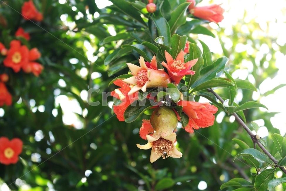 석류,석류꽃,석류나무,가을,새콤,식물,자연,plants,nature,꽃,flower
