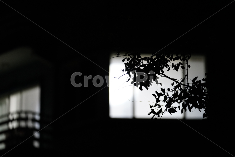 silhouette,실루엣,나무,식물,생물,어둠,밤