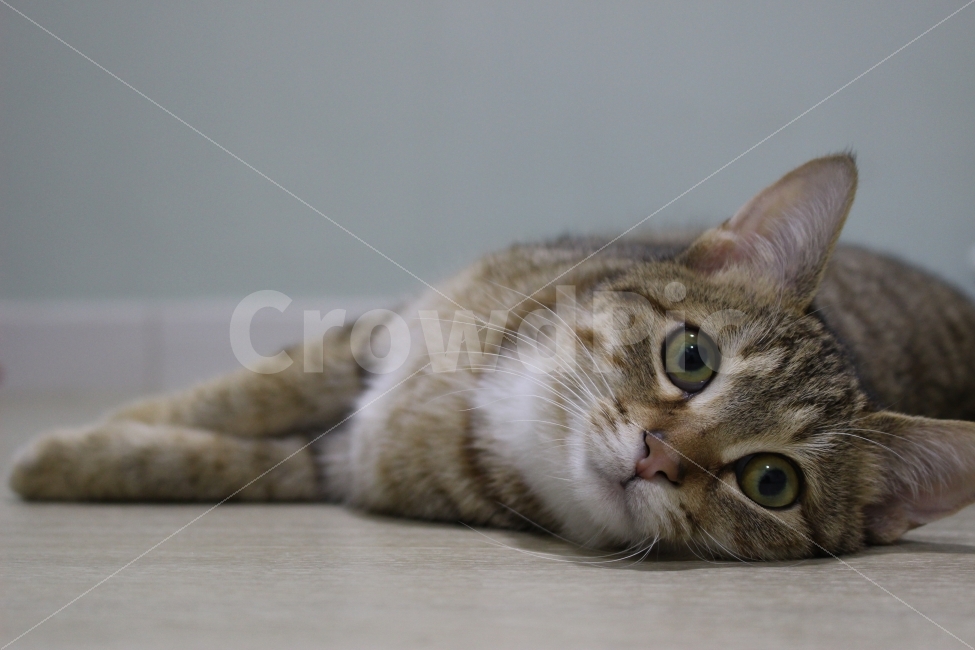 고양이,반려동물,유기묘,길냥이,애완동물,cat,pet,kitten,아기고양이,코숏,코리안숏헤어,동물,animal,고양이,cat,kitten,kitty,포유류,mammal