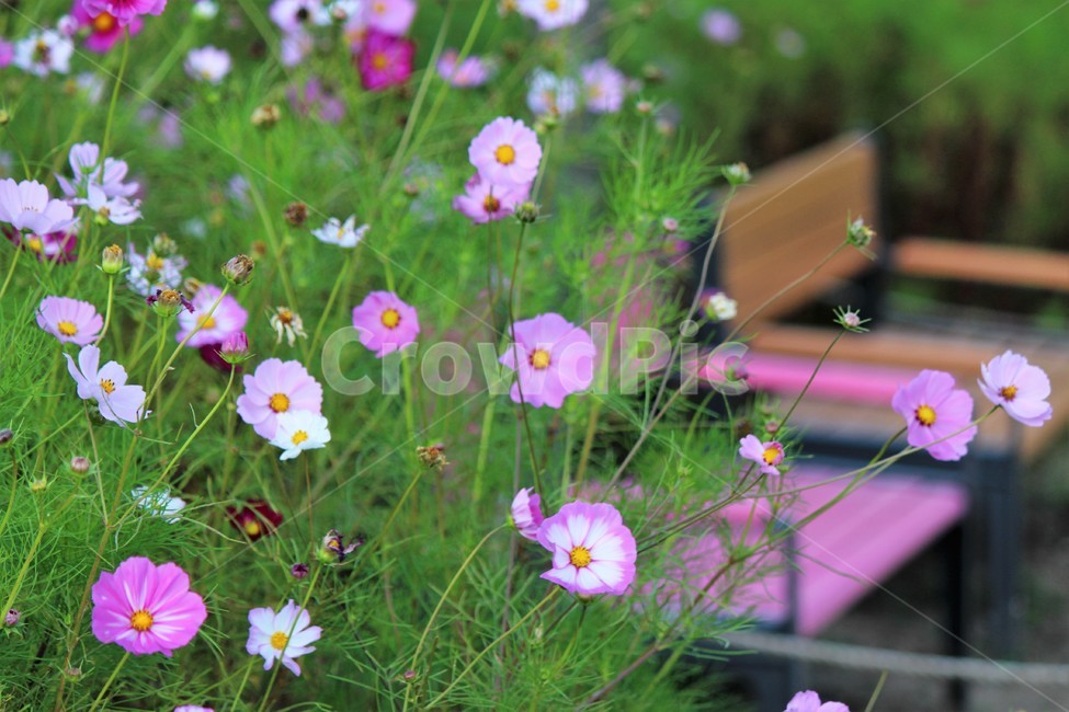 코스모스,핑크,geranium,제라늄,flower,꽃,plant,식물,blossom,벤치,의자,가을,계절,fall,autumn,season,식물,자연,plants,nature,꽃,flower