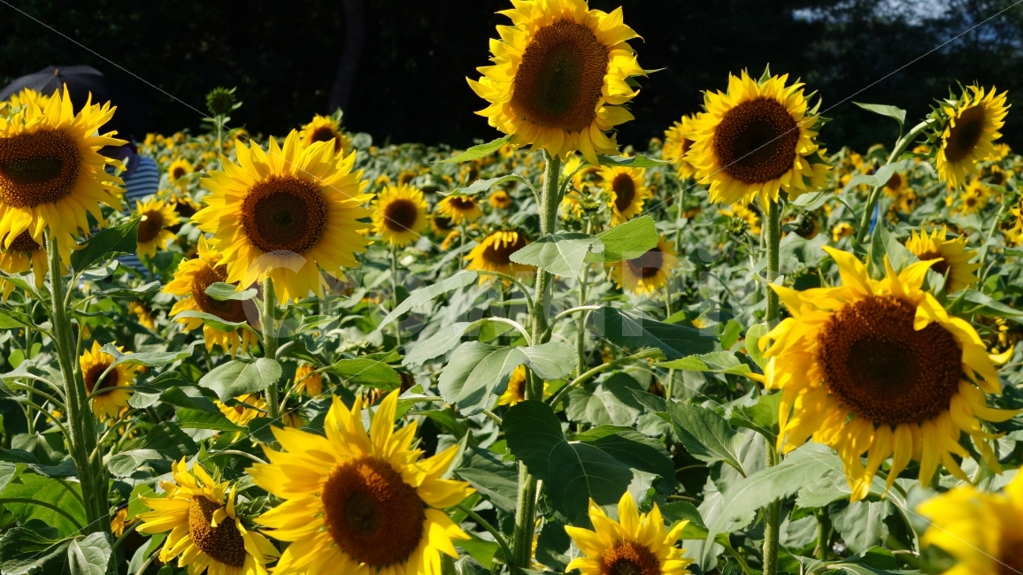 해바라기,해바라기축제,가을,꽃,식물,여름,계절,summer,season,식물,자연,plants,nature,꽃,flower,plant,blossom,sunflower