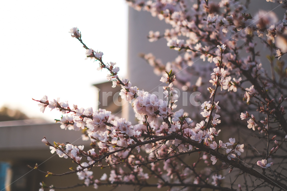 꽃,벚꽃,봄,계절,3월,나무,꽃잎,개화,식물,blossom,flower,plant