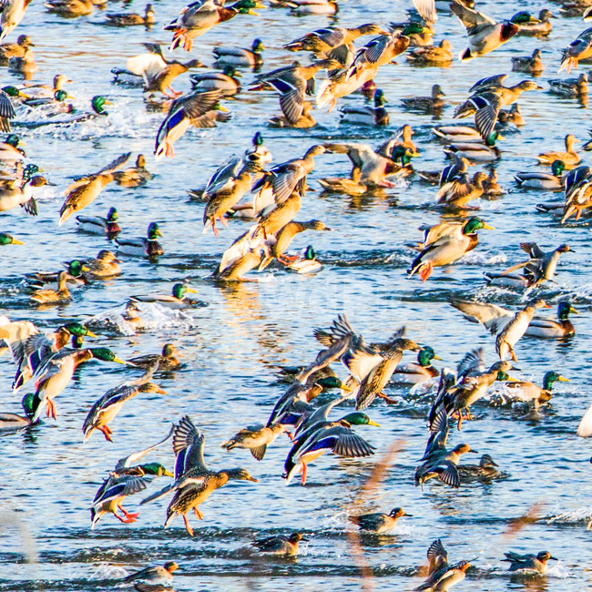 자연,오리,저수지,동물,조류,동물,animal,조류,새,birds