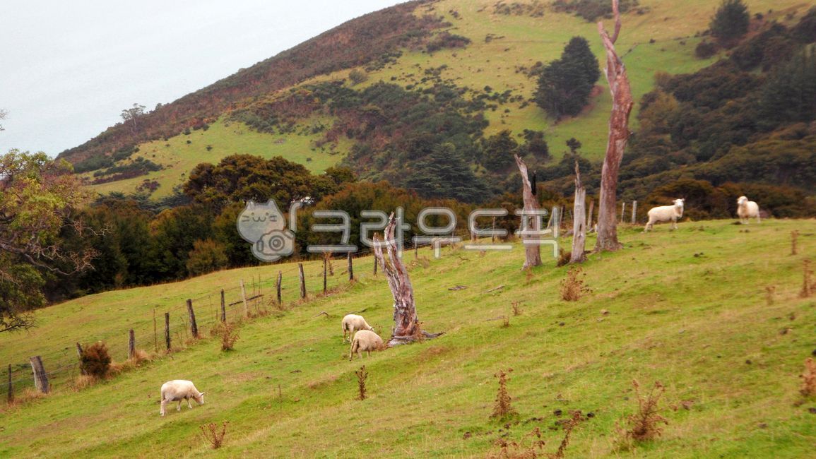 mountainrange,naturelandscape,Overseas,trees,Foreign natural scenery,Overseas natural scenery,mountain,mountainouslandforms,sight,farm,highland,sky,tree,mountain range,overseasnaturallandscape,slope,New Zealand,coast,newzealand,background,idyllic,south is