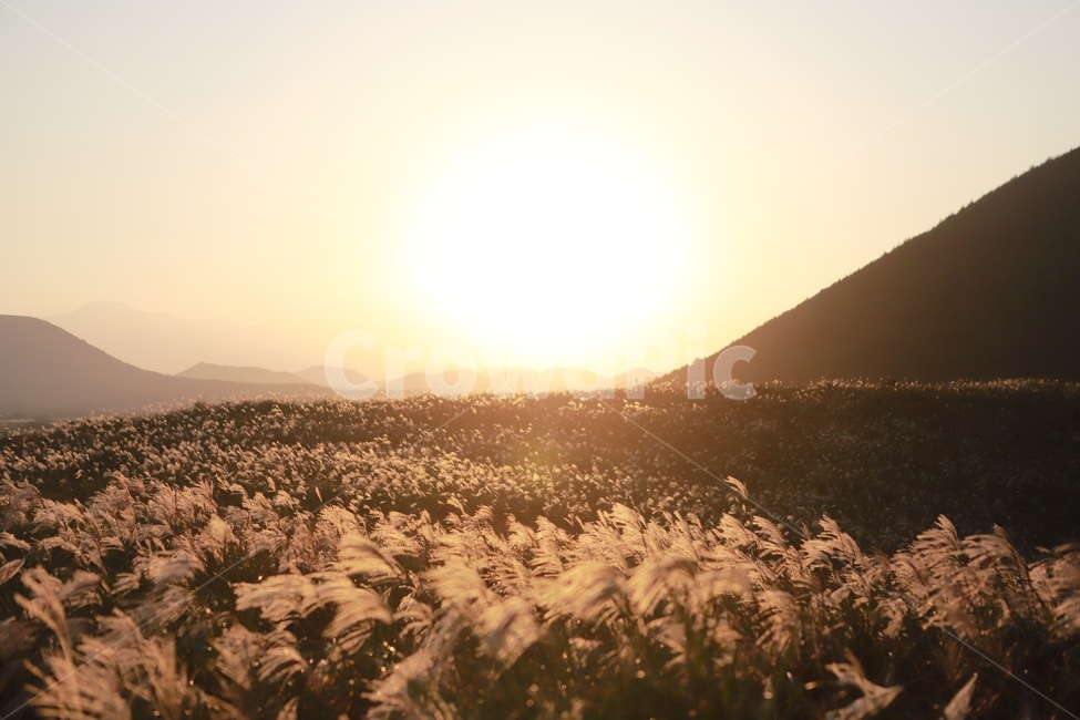 억세,아끈다랑쉬,노을,일몰,오름,빛,가을,제주,억세꽃,풍경,제주풍경,jeju,landscape,노을빛,제주오름,가을,계절,fall,autumn,season,자연,풍경,nature,landscape,plant,식물,grass,잔디,flare,플레어,light,sunlight,햇빛