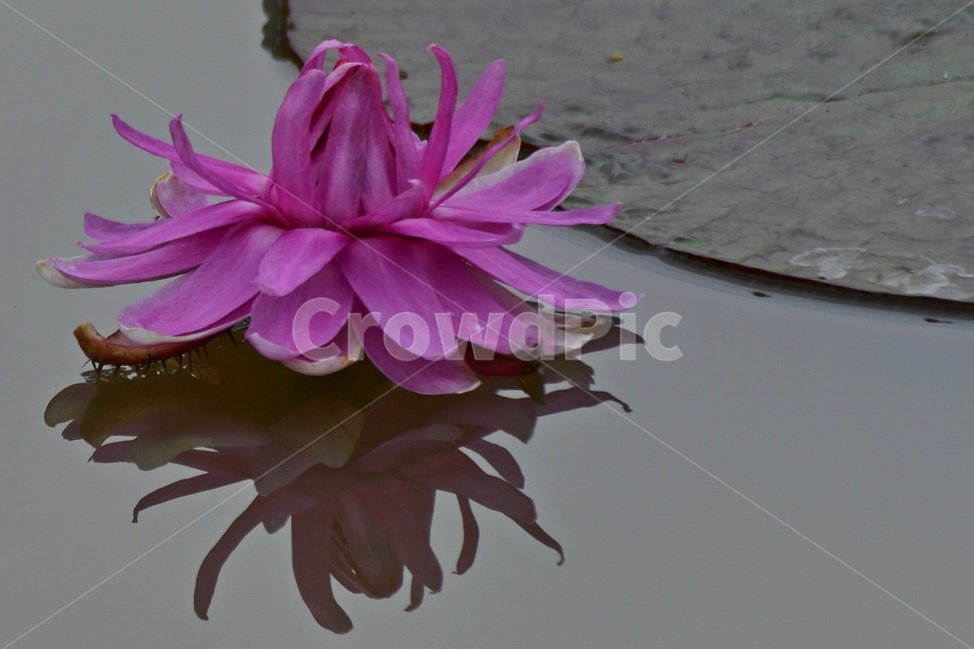 plant,식물,blossom,flower,꽃,수련,연꽃,반영,야화,연못,연잎,빅토리아연,빅토리아연꽃