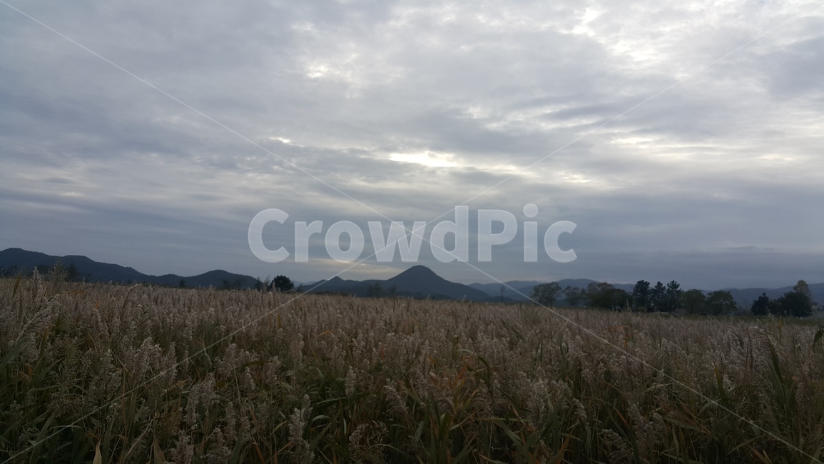 갈대밭,갈대,바람,구름,가을,가을,계절,fall,autumn,season,grass,잔디,plant,식물,nature,자연