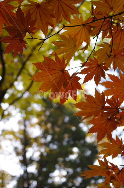 가을,fall,나무,식물,plant,단풍,잎,가을,계절,fall,autumn,season,leaf,tree,maple