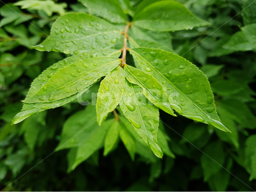 비,빗방울,나뭇잎,봄비,싱그러움,초록,정원,풀잎,비오는날,식물,자연,plants,nature,비,비오는날,rain,rainy