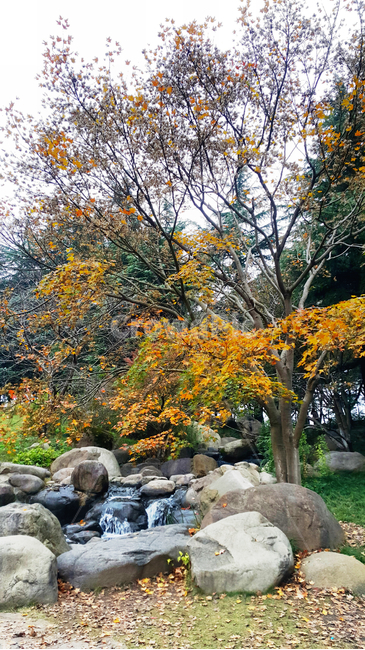 가을,단풍,바위,나무,낙엽,폭포,자연