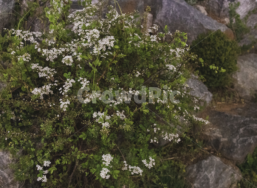 plant,식물,꽃,flower,자연,nature
