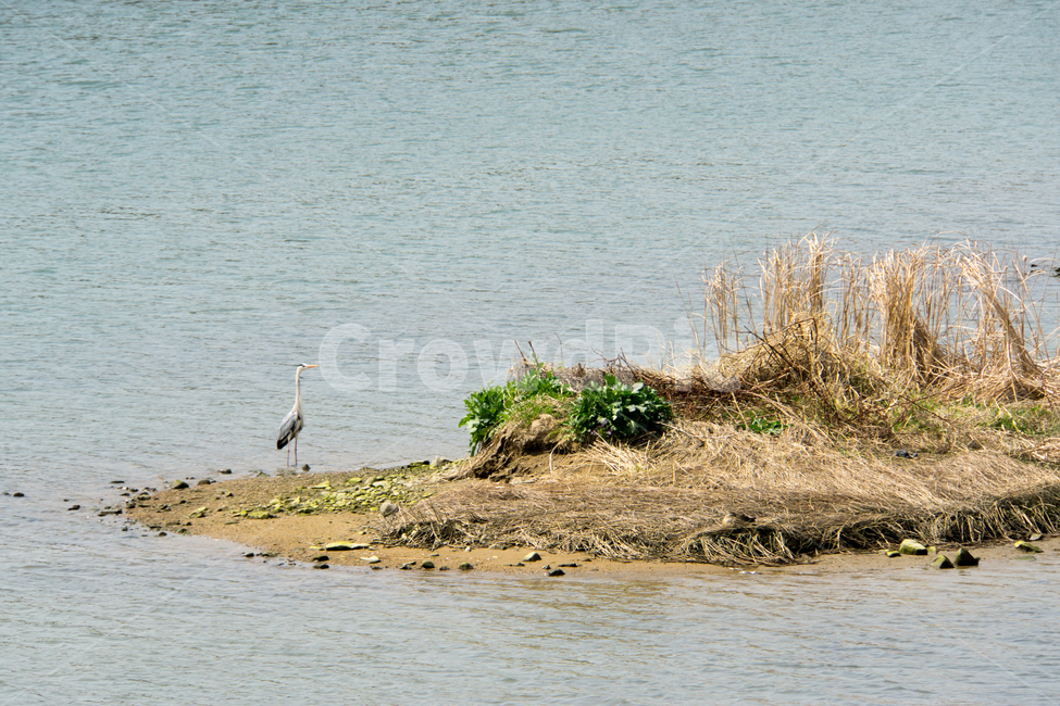 철새,태화강,강물,새,조류,들풀,여유,자연,풍경,nature,landscape,동물,animal,조류,새,birds,bird,waterfowl,물새