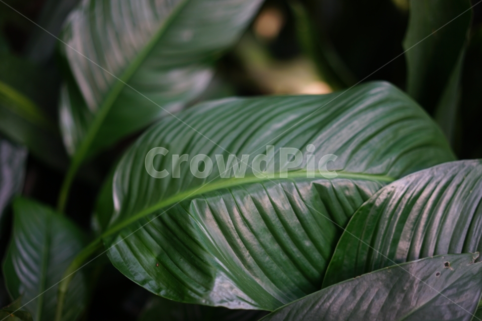 나뭇잎,초록,잎,잎사귀,열대,큰잎,식물원,실내,자연,식물,자연,plants,nature