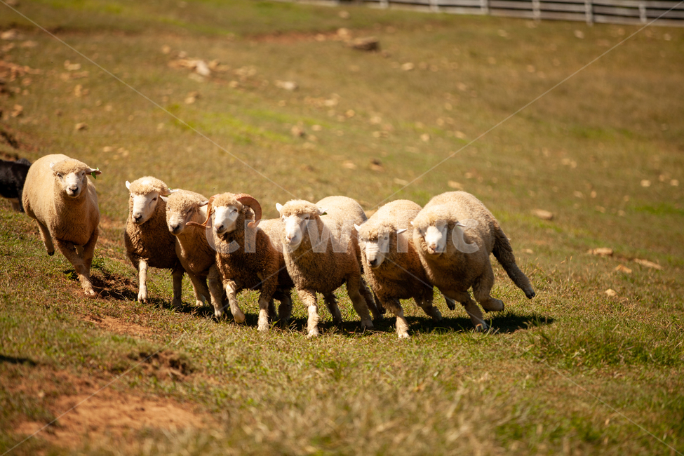 양,양떼,방목,초원,동물,동물,animal,포유류,mammal