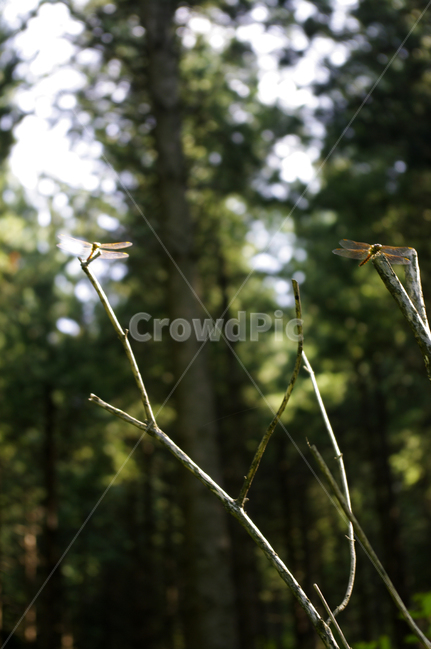 잠자리,곤충,나무,식물,숲,자연,plant