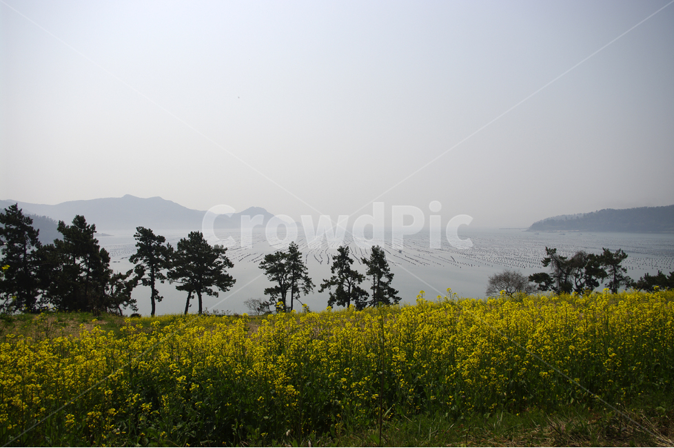 섬,바다,유채,유채꽃밭,꽃,봄,봄날,봄풍경,감성,spring,flower,노란색,진도,남해,섬풍경,island,봄길,산책,봄나들이,봄,계절,spring,season,자연,풍경,nature,landscape,한국자연풍경,한국자연경관,korea nature landscape,grassland,목초지,field,들,outdoors,옥외,farm,농장,rural,농촌