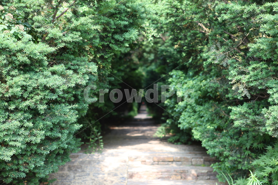 나무,길,터널,주목나무,녹색,자연,풍경,nature,landscape,outdoors,옥외,garden,정원,arbour,정자