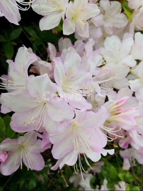 꽃,식물,flower,blossom,plant,white,하얀