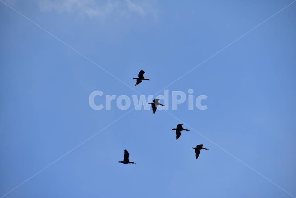 하늘,구름,새,하늘색,비상,cloud,sky,스카이,조류,bird,동물,animal,조류,새,birds