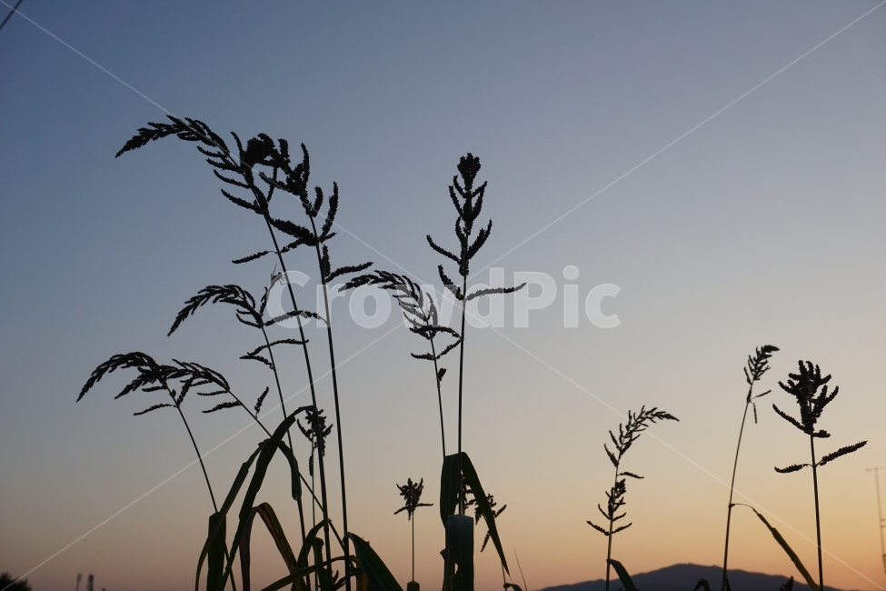 가을,노을,잡초,실루엣,하늘,식물,풍경,시골,식물,자연,plants,nature