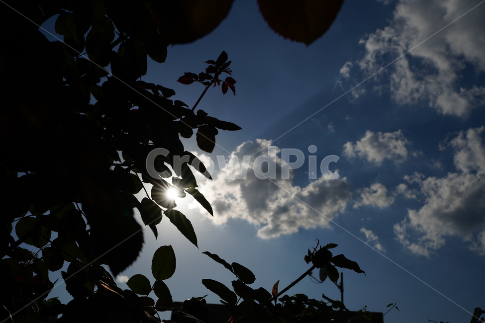 하늘,구름,풍경,실루엣,잎,나무,감성,sky,cloud,느낌,자연,풍경,nature,landscape,light,빛,flare,플레어