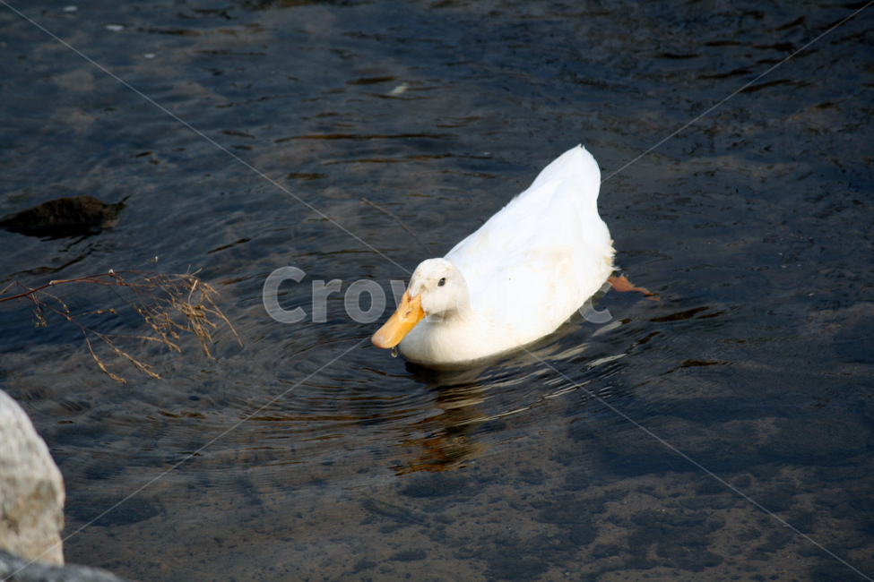 오리,흰오리,오리수영,수영,헤엄,한마리,새,bird,animal,동물,연못,동물,animal,조류,새,birds