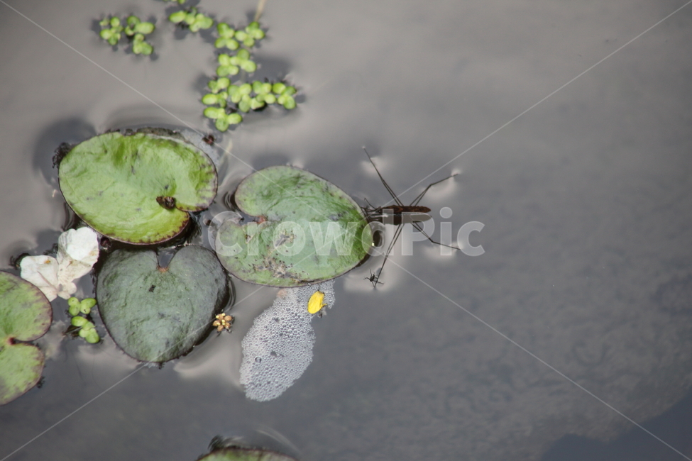 소금쟁이,연잎,봄,곤충,waterstrider