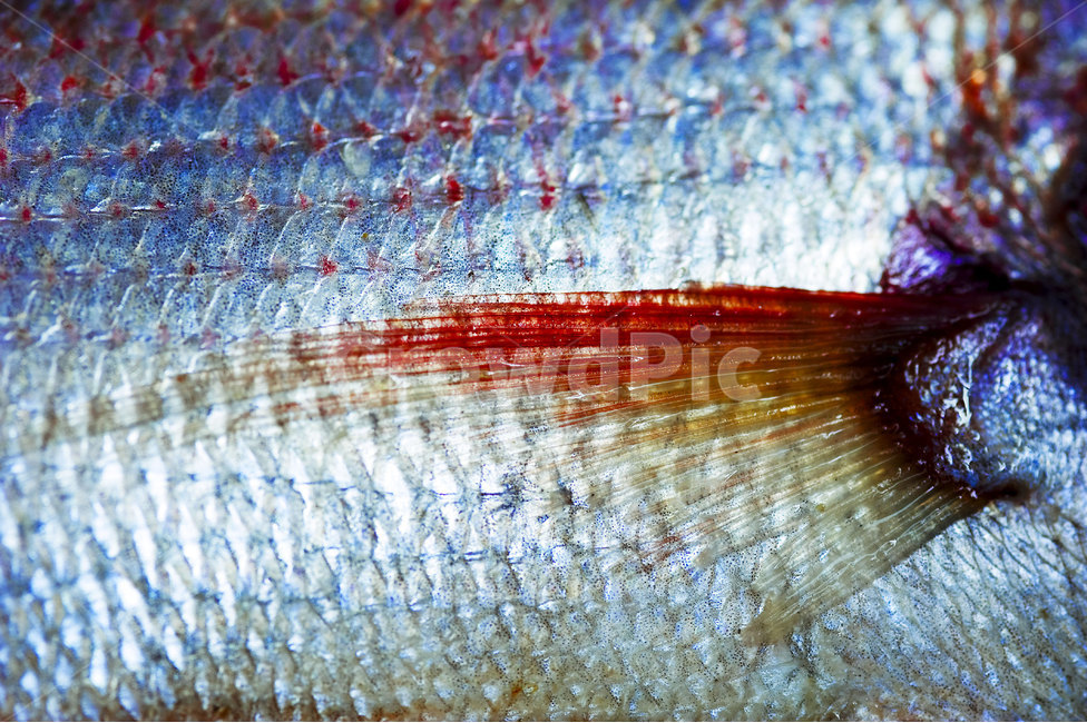 생선,식재료,색감,비늘,접사,근접촬영,지느러미,fish,scale,closeup,color,blue,red