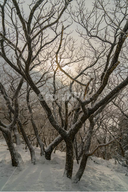 설경,눈산,덕유산,나무,풍경,mountain,landscape,snow,겨울,계절,winter,season,식물,자연,plants,nature,나무,trees,wood