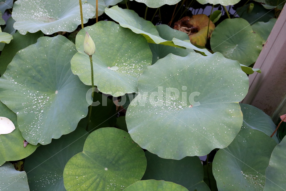 수련,연꽃,연잎,식물,수생식물,연,자연,식물,자연,plants,nature,꽃,flower