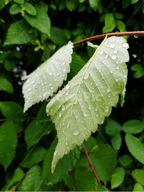 비,빗방울,나뭇잎,봄비,싱그러움,초록,정원,풀잎,비오는날,식물,자연,plants,nature,비,비오는날,rain,rainy