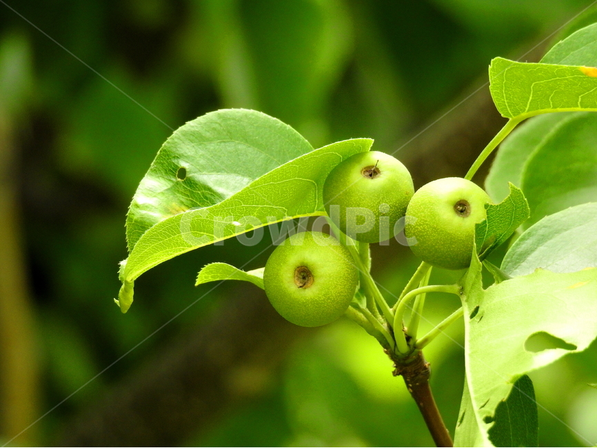 식물,과일,배나무,열매,fruit,식물,자연,plants,nature,과일,열매,fruit