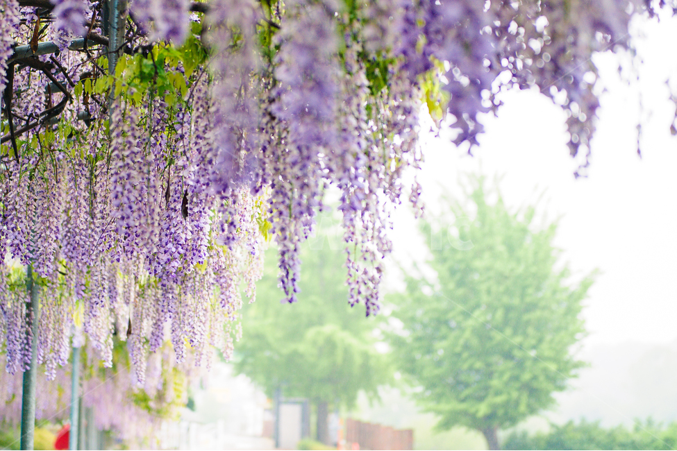 봄,등꽃,등나무꽃,등나무,보라,wisteriaflower,flower,spring,봄,계절,spring,season,식물,자연,plants,nature,꽃,flower,감성,sensible,feeling,휴식,힐링,rest,relaxation,healing,plant