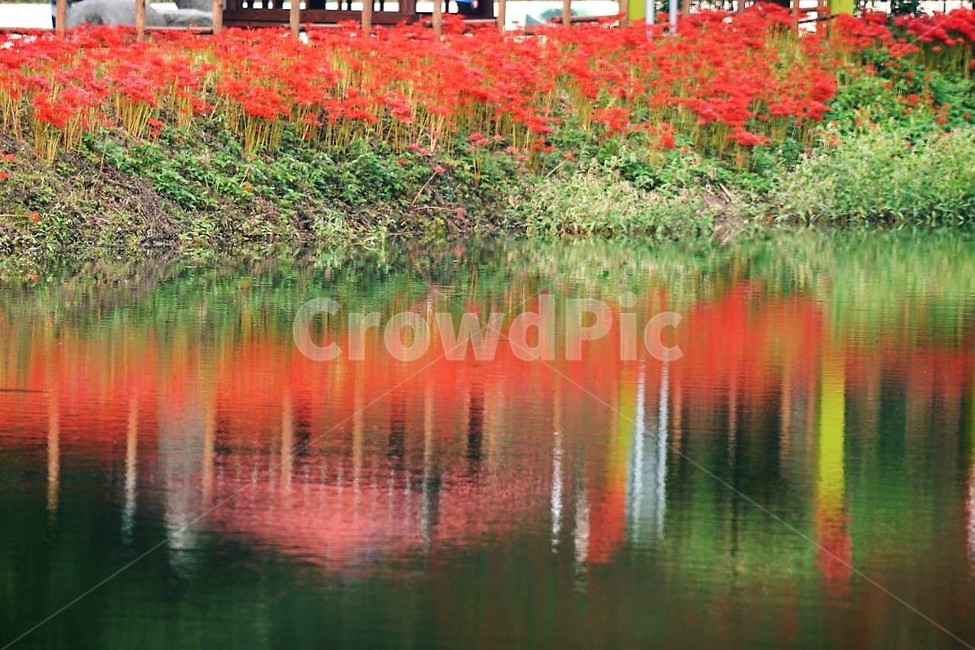 꽃,상사화,꽃무릇,자연,식물,가을,붉은꽃,flower,함평,용천사,nature,저수지,그림자,나무,자연,풍경,nature,landscape,한국자연풍경,한국자연경관,korea nature landscape,outdoors,옥외,water,물
