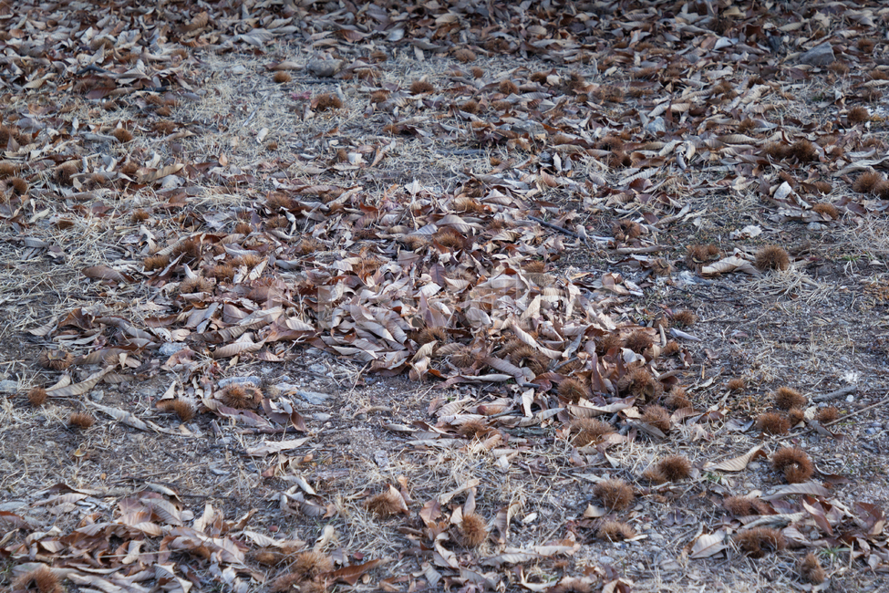 낙엽,겨울,가을,쓸쓸함,외로움,시골,근교,휴식,여유,가을,계절,fall,autumn,season,ground,바닥