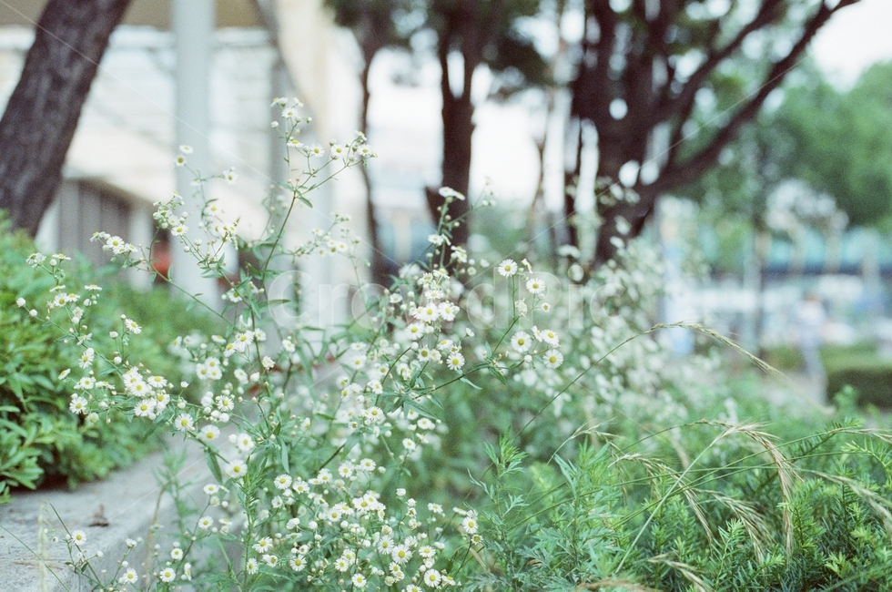 안개꽃,감성,길거리,봄,flower,식물,자연,plants,nature,꽃,flower,감성,sensible,feeling