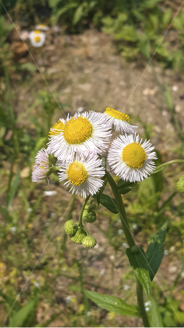 자연,식물,야생화,들꽃,노랑,초록,흰꽃,확대,클로즈업,풀,nature,plants,wildflowers,flowers,yellow,green,weeds,closeup,whiteflowers