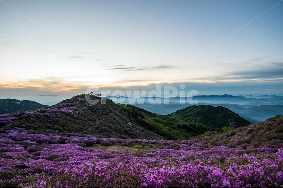 철쭉,꽃,운해,구름,하늘,산,봄,황매산,축제,flower,sky,mountain,spring,festival,cloud,일출,해,태양,노을,sun,sunrise,봄,계절,spring,season,자연,풍경,nature,landscape,한국자연풍경,한국자연경관,korea nature landscape,outdoors,옥외